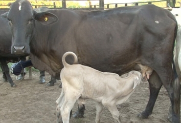 Mejorar la ganadería y la producción de carne y leche es el objetivo del proyecto. Foto: Gobernación de Arauca. Proyecto en Arauca.jpg