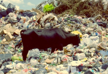 20 reses entran al relleno sanitario La Cortada de Pamplona y se alimentan con lo que encuentran en su camino. Foto: tomada de eralamaga.blogspot.com. Vacas comiendo basura