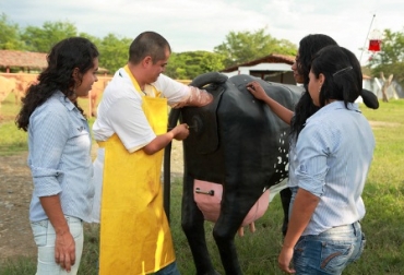 El tema reproductivo también es abordado con la vaca maniquí, con lo que los aprendices podrán determinar cuál es la funcionalidad de los ovarios y los diferentes tipos de partos y la realización de cesáreas. Foto: Sena. Vaca maniquí en Buga