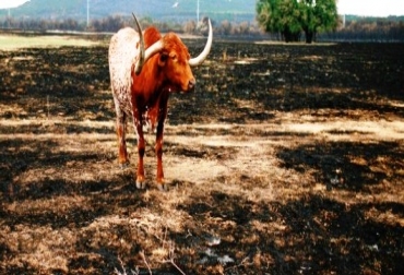 Las fincas Puerto Arturo, Tocaima y El Paraíso, fueron los predios que sufrieron el incendio. Foto: Archivo. Las fincas Puerto Arturo, Tocaima y El Paraíso, fueron los predios que sufrieron el incendio. Foto: Archivo.