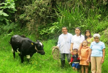 En total, 17 familias se han favorecido con este programa en el Valle del Cauca. Foto: CONtexto Ganadero. Vaca por la paz