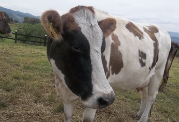 El acuerdo busca favorecer a los pequeños productores sin tener que invertir cuantiosos recursos . Foto: CONtexto ganadero. Ganado de raza Normando.jpg