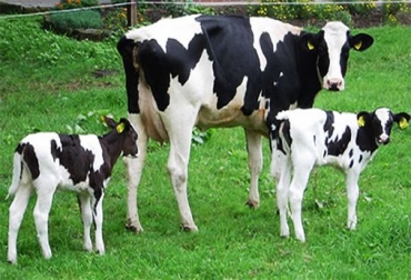 El sector lácteo de Quindío disminuyó su producción en un 15%. Foto: Archivo. 15% se redujo la producción de leche en Quindío durante 2012