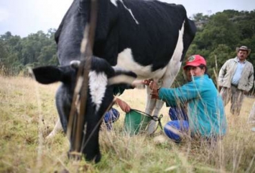 Gremio ganadero y autoridades regionales de Boyacá se reunirán este 10 de julio. Foto: Gobernación de Boyacá. Soluciones a la crisis láctea en Boyacá