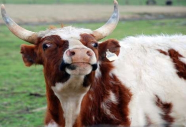 Países como Gran Bretaña, Irlanda, Francia y Portugal son habituales territorios de la enfermedad. Foto: Gobernación de Boyacá. Prevención de Vacas Locas
