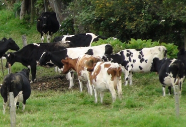 Para mejorar la genética ganadera se adquirieron 200 pajillas de semen pardo suizo y holstein. El precio del programa es de $739.160.000. Raza pardo suizo. Foto: Archivo.