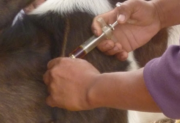 Los propietarios de los animales asumieron el costo de las dosis, pagando $1.000 por bovino. Foto: CONtexto ganadero. Vacuna rabia bovina.jpg