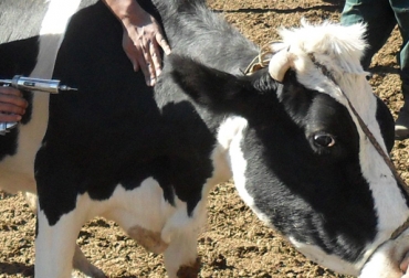 En septiembre y octubre se recolectaron 1.100 muestras de sangre con el fin de descartar tuberculosis y brucelosis en bovinos. Foto: CONtexto ganadero. Vacunación.jpg