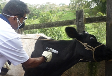 Foto: Enríque Chía, Vacuandor de Fedegán Ganaderos optan por no vacunar a los animales en desnutrición por temor a perderlos