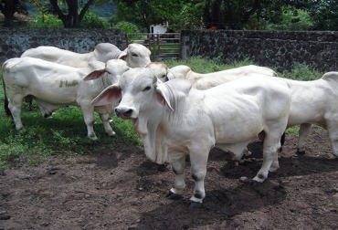 Antes de finalizar el año los predios que producen el 100 % de la leche que abastece a Mitú estarían certificados libres de brucelosis y tuberculosis. Foto: ICA. vaupés brucelosis colombia