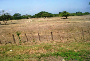 Los hatos ganaderos, a causa del verano, ya no cuentan con pasturas ni agua para los animales. Foto: CONtexto Ganadero. Verano en Ariguaní