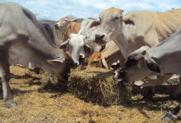 En la región hay poca oferta de silos y materia seca lo que tiene afectados a los productores. Foto: Sena Huila. verano y ganadería colombia