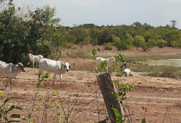 El 25 de enero vence el plazo para que el MinAgricultura le dé prórroga a las bodegas ganaderas. Foto: CONtexto Ganadero. Verano afecta a ganaderos