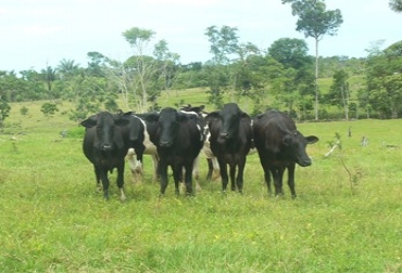 El gas que procede del ganado se debe a la fermentación que hacen los microorganismos en la panza y la orina. Foto: Sofía Henao / Fedegán Ganado en Meta