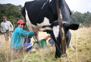 La capital lechera de Colombia cada día tiene menos productores dedicados a esta actividad. Foto: robledosomostodos.com. Productor de leche