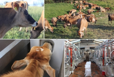La hacienda Albania de Lácteos Jersey cumple 25 años produciendo leche que compra una de las industrias más grandes de Colombia. Foto: Lácteos Jersey. leche de vacas jersey