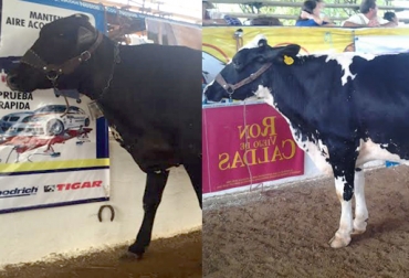 Araucaria (53) y Melodía (56), ganaron las ediciones de 2014 y 2015 de la vaca lechera en la Feria del Caquetá. Foto: Cortesía. Araucaria y Melodía