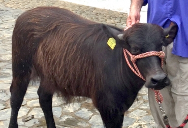 Al nacer, ‘Lolita’ pesó 29 kilogramos, hoy tiene 10 meses de edad y pesa 240 kilos. Foto: Juan Gonzalo Ángel. Lolita, la búfala clonada