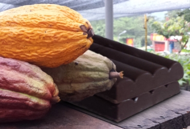 De acuerdo con los campesinos, el chocolate que se consume en el país tiene 70 % de azúcar y 30 % de cacao. Foto: CONtexto ganadero. Producción de cacao en Colombia