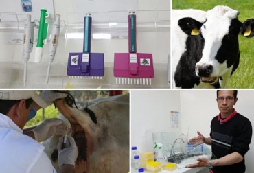 En Zipaquirá funciona uno de los laboratorios y organismos de inspección de diagnóstico de brucelosis bovina. Foto: atajonoticioso.com - www.ayrshirecolombia.com.co prueba de brucelosis bocina