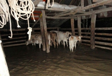 Las extremas condiciones climáticas de aquella temporada afectaron a miles de ganaderos. Foto: William Varón. Fenómeno de La Niña