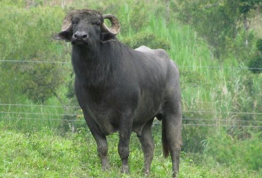 Cerca del río San Francisco, en límites con Risaralda, funciona la explotación bufalera más antigua de Colombia. Foto: Cortesía. Fonda Bufalera Gibraltar, Finca Gibraltar, Primera finca dedicada a los búfalos en Colombia, Búfalos en Colombia, Bufalera Gibraltar, incora, Primera importación de búfalos a Colombia, Historia de los búfalos en Colombia, niveles productivos búfalos, alta producción lechera de búfalos, CONtexto ganadero, ganaderos colombia