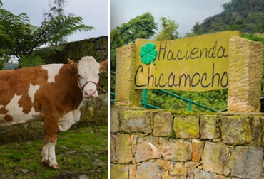 La Hacienda Chicamocha produce una leche de alta calidad para la elaboración del yogur griego Zörba. Foto: zorbayogurt.com Hacienda Chicamocha, yogur Zörba, producción yogur griego, elaboración yogur griego, bebida Zorby, producción ecológica, ganadería Hacienda Chicamocha, historia Hacienda Chicamocha, propietario Hacienda Chicamocha, producción yogur griego Zörba Hacienda Chicamocha, Hacienda Chicamocha Cundinamarca, acondicionador orgánico, acondicionador Biochic, CONtexto ganadero, ganaderos colombia