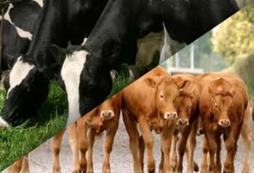Cambiar de producción no es una decisión fácil, pero tomada a tiempo puede dar excelentes resultados. Foto: Fedegán Transición ganadería de leche a carne, ganadero de Chinquinquirá cambia de leche a carne, ganadero cambia de leche a carne, Ciclo productivo de ganadería, ciclo productivo en ganaderías de carne, ciclo productivo en ganaderías de leche, cría, levante, ceba, Lechería especializada, elección del ganadero para dedicarse a un sistema, CONtexto ganadero, ganaderos colombia