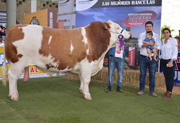 Falcao, un impresionante toro de la raza Simmental, ha sido campeón de algunas de las ferias más importantes a nivel nacional. Foto: Oswaldo Marín. toro Simmental, toro de exposición, toro campeón de feria ganaderas, toro pisador, ganadería San Carlos, ganadería del Cauca, ganadero del Cauca, CONtexto ganadero