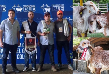 La vaca Baraja rompió un nuevo récord nacional con 91,74 litros, promedio día 45,87 litros en la categoría joven hembra con certificado de cruce para leche. Foto: Agropecuaria La Esperanza H y J. Agropecuaria La Esperanza H y J, records a nivel nacional en producción de leche, tradición familiar ganadera, participación en ferias ganaderas, mejoramiento genético en bovinos, feria nacional Cebú, manejo animal, CONtexto ganadero