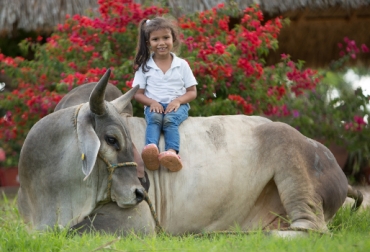 María Antonia Torres Díaz, una ganaderita de Córdoba de 4 años de edad apasionada por los Guzerá. Foto: Ana Díaz. Raza Guzerá, María Antonia Torres Díaz, ganaderita de Córdoba, apasionada por los Guzerá, veterinaria, CONtexto ganadero
