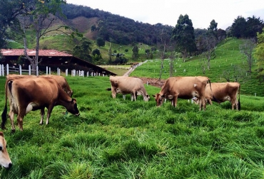 En la ganadería Toscana se pueden encontrar ejemplares Jersey con la mayor calidad genética del país. Foto: Ganadería Toscana Historia Ganadería Toscana, parámetros productivos ganadería Toscana, Ganadería Toscana Jersey, ganadería Toscana Remate de película, venta de hembras puras Jersey, remate Episodio IV Unidos por el Jersey, remate de ganado, ganado de leche, Asojersey, Asociación Colombiana de Criadores de Ganado Jersey, CONtexto ganadero, ganaderos Colombia