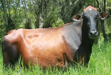 "El propósito de Tamacara es tener un nucleo puro de Ayrshire", Carlos Alberto Pinto Sarmiento. Foto: Ganaderia Tamacara. tamacara,volumen de producción,leche,tanque,natalidad,ugg,ayrshire,cruces,nucleo puro,CONtexto ganadero