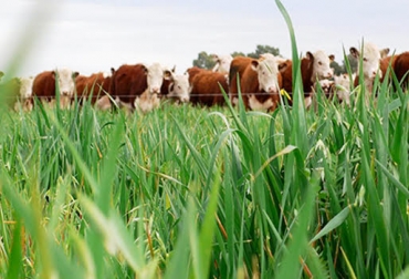Este sistema ha permitido la producción de carne libre de insumos, amigable con el medio ambiente y mano de obra intensiva. Foto: INTA. ganadería ecológica, ganadería sostenible, producción ganadera sostenible, ecoganadería, ecoganadería argentina, inta, inta argentina, producción sostenible, colombia, ganadería colombia, noticias ganaderas colombia, contexto ganadero