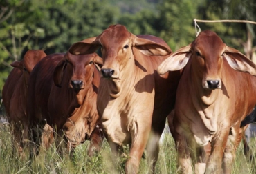 Luego de 25 años de trabajo, esta ganadería se ha alzado como una de las empresas líderes en genética de Brahman rojo en Colombia y Latinoamérica. Foto: Hda. El Cucharo Hacienda El Cucharo, Día de campo Hacienda El Cucharo, tercer día de campo Hacienda El Cucharo, Amor por el Brahman, genética Brahman rojo, vaca 2649/07, clon vaca 2649/07, Brahman Colombia, toros Brahman, toros reproductores, mejoramiento genético, toros certificados por Asocebú, Contexto Ganadero, ganaderos Colombia, noticias ganaderas colombia