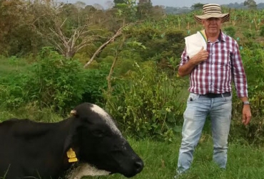 “Los animales son más productivos porque son protegidos por las variedades arbóreas”, sostuvo Fabio Marín Gil. Foto: Fabio Marín. Fabio Marín Gil, ganadería Siete Puertas las Canarias, paso de ceba a lechería, municipio de Quimbaya en Quindío, rotación de potreros, ensilaje de maíz, pastos combinados como dieta, abonos orgánicos, producción de leche, ganadería colombiana sostenible, producción sostenible, siembra de árboles, protección de afluentes de agua, ahorro de agua, reutilización del agua, CONtexto Ganadero, noticias de ganadería colombiana.