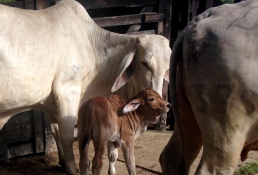 El propósito actual de la ganadería Unión Doble G es ofrecer Brahman totalmente adaptados al Caribe con gran habilidad materna. Foto: Luis Magin Guardela Ganadería La Unión Doble G, familia Guardela, Unión Doble G Brahman, Unión Doble G Fedegán, toro inmortal 229/3, genética Brahman blanco, Brahman Colombia, toros Brahman, toros reproductores, mejoramiento genético, toros certificados por Asocebú, Contexto Ganadero, ganaderos Colombia, noticias ganaderas colombia