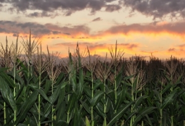 cambio climático, efectos del cambio climático, cambio climático en agricultura, noaa, efectos del cambio climático, cambio climático en colombia, cambio climático en agricultura, ganadería colombia, contexto ganadero, noticias ganaderas colombia