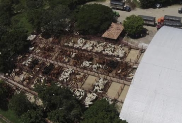 Pie de foto “Estamos creciendo en la cantidad de cabezas de ganado por semana en cada una de nuestras sedes”, dijo Omaira Guisao Bénitez. Foto: Sugaberrio. Sugaberrio, cuatro sedes, alianzas estratégicas, confianza, ganado de calidad, subasta de bovinos, CONtexto Ganadero, noticias de ganadería colombiana.
