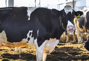 La ganadería tiene un terreno de 1.500 hectáreas con 1.300 vacas Holstein que producen 12 millones de litros al año. Foto: Grupo Chiavassa Grupo Chiavassa, Cristian Chiavassa, lechería en Argentina, producción lechera Argentina, tambo Argentina, crónica Grupo Chiavassa, producción leche Argentina, ganadería de leche Argentina, tecnología ganadería, sala rotativa de ordeño, tecnología en lechería, ganaderos Argentina, CONtexto ganadero, ganaderos colombia, noticias ganaderas Colombia