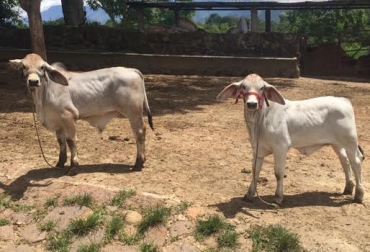 “Luego de 43 años rescatamos genética del Dr, Zhivago, toro insignia del Brahman en Colombia y logramos producir dos hijos de este”, dijo Ricardo Orejarena. Foto: Hacienda la Siberia. Biotecnología reproductiva, hacienda la Siberia, inseminación artificial, transferencia de embriones, fertilización in vitro, aspiraciones, súper ovulación, desarrollo de Brahman, campeones, hembras de gran estándar, CONtexto Ganadero, noticias de ganadería colombiana.