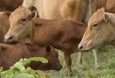 “El software ganadero es la guía del negocio y en él me baso para cualquier decisión de compra o venta de ganado”, dijo Jesús Emilio Herrera. Foto: Fedegan. Paso de leche a ceba, cría y levante a bajo costo, sur del Cesar, ganadería Santa Lucía, manejo de información, software ganadero, factores climáticos, inestabilidad, influencia negativa de los TLC, invierno aumenta carga, verano disminuye carga, Romosinuano, CONtexto ganadero, noticias de ganadería colombiana.