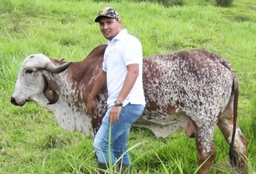 "Fue realmente la productividad de las vacas la que nos hizo cambiar de mentalidad, para no seguir ordeñando vacas de 4-6 litros sino de 20-25 litros. Ahora estamos ordeñando vacas de tercer parto que dan 32 litros.", señala Francisco Góngora. Foto: Ganadería La Sierra Ganadería La Sierra, fedegan, embriones congelados, Comercializadora Kinaco, Alianza estratégica Fedegán - Ganadería La Sierra - Comercializadora Kinaco, gir, Gyr lecheros y Girolando F1, 3/4, 1/4, 5/8 y Puro Sintético, Ganadería, ganadería colombia, noticias ganaderas, noticias ganaderas colombia, CONtexto ganadero