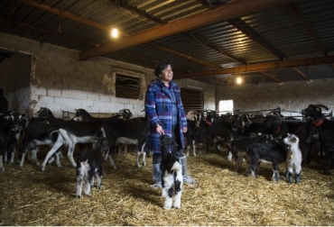 Astrid Orjuela en una granja de caprino de la Comunidad de Madrid. Foto: elmundo.es - Bernardo Díaz Cabras, Colombia, Astrid Orjuela, Subachoque, emprendimiento, Fundación Microfinanzas BBVA, Aprisco Villa La Esperanza, leche de cabra, semen caprino, Fundación Microfinanzas BBVA, raza caprina Toggenburg, raza caprina Alpina, Asociación de Criadores de Caprino de la Raza del Guadarrama, Bancamía, Ganadería, ganadería colombiana, noticias ganaderas, noticias ganaderas Colombia, CONtexto ganadero