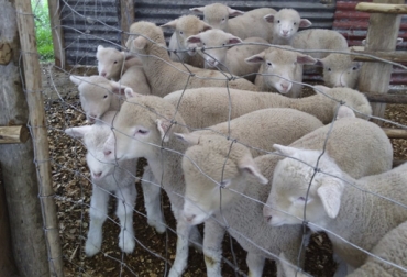 A pesar de haber comenzado con la cría de ovejas y cabras casi 4 décadas atrás, el productor Jorge Afanador empezó a dedicarse al negocio en forma hace apenas 3 años. Foto: Jorge Afanador Jorge Afanador producción ovinocaprina, quesos leche cabra Colombia, leche de cabra, carne de cordero, ovinos, cadena ovinocaprina Colombia, razas de ovejas, Ovejas, caprinos, hato ovino, hato caprino, ovinos y caprinos de colombia, jamón cordero, CONtexto ganadero, ganadería colombia, noticias ganaderas colombia