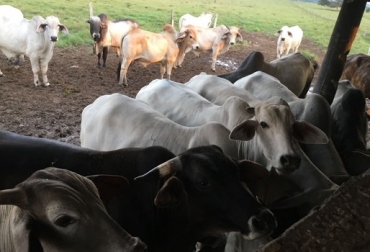 “Solo vendemos carne extra, es decir, fina y con mayor terneza y jugosidad”, dijo Andrés Vargas. Ganadería El Cuadril, producción eficiente, ganado extra, nunca comercializa vacas, cortes finos, integración vertical, puntos de venta de carne, ventas por internet, evaluación permanente del negocio, retos y metas bianuales, CONtexto Ganadero, noticias de ganadería colombiana.