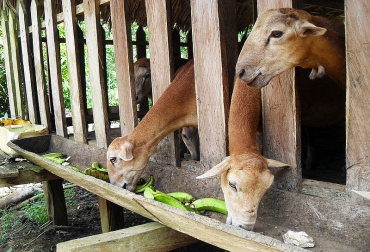 Para la investigación se realizaron los respectivos pesajes, mediciones y toma de muestras de sangre de 167 ovinos en Córdoba, Cesar y Valle del Cauca. Foto: Yineth Palacios Erazo - Agencia de Noticias UN. ganadería, ganadería colombia, noticias ganaderas, noticias ganaderas colombia, contexto ganadero, Yineth Alexandra Palacios Erazo, Doctorado en Ciencias Agrarias, Universidad Nacional sede Palmira, Single Nucleotide Polymorphism, SNP, Sudán, Etíope, Pelibuey, nacimiento, destete, antes del sacrificio, canal caliente, Departamento Administrativo Nacional de Estadística, DANE, Luz Ángela Álvarez, Manuel Fernando Ariza, Óscar David Vergara Garay, Moris de Jesús Bustamante Yánez, Recursos Zoogenéticos, Genétic