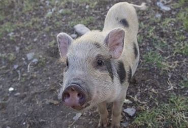 La autoridad sanitaria del país pone en cintura a quienes comercializan los populares 'mini pigs'. Foto: ICA. ICA, requisitos sanitarios, producción y comercialización de cerdos miniatura, en consulta pública los requisitos sanitarios para la producción y comercialización de cerdos miniatura, peste porcina, Inscripción de granjas, documentos para Inscripción de granjas, bioseguridad, Registros y documentación, Control de medicamentos y otros insumos usados en la producción porcícola, Bienestar animal, Ganadería, ganadería colombiana, noticias ganaderas, noticias ganaderas Colombia, CONtexto ganadero