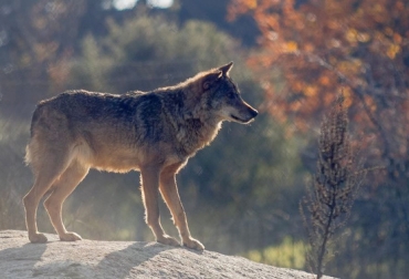 El lobo ha generado cultura y una carga añadida en el pastoreo del oeste de Zamora, donde los manejos ganaderos han sido siempre los mismos y han hecho posible la coexistencia con el depredador. Foto: Flickr. ganadería, ganadería colombia, noticias ganaderas, noticias ganaderas colombia, contexto ganadero, lobos, ataques de lobos, lobos en españa, ganaderos, ganaderos españa, convivencia lobos y ganado, ovejas, ovinos, Alberto Fernández, La Aldonza, GREFA, ONG de conservación de la naturaleza, agencia sinc