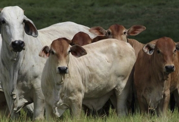 La Ganadería JR se ha dedicado a la cría de ganado Brahman blanco, y desde hace 14 años al Brahman rojo. Foto: Gustavo Díaz Ganadería Jr Gustavo Díaz, ganadería JR Brahman rojo, Brahman rojo Colombia, genética Brahman rojo, venta de Brahman rojo, Brahman rojo comercial, territorio Brahman rojo Cencogan, Brahman Colombia, toros Brahman, toros reproductores, Cencogan, Territorio Brahman Rojo 2018, comercialización ganado Brahman rojo, brahman córdoba, Contexto Ganadero, ganaderos Colombia, noticias ganaderas colombia